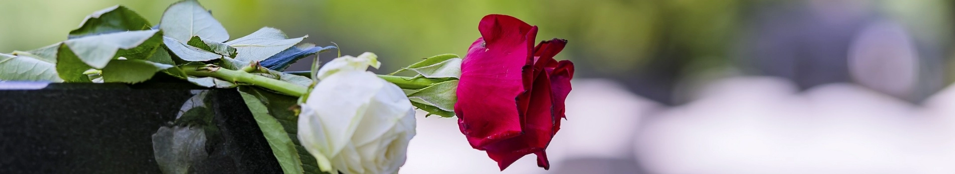 biała i czerwona róża